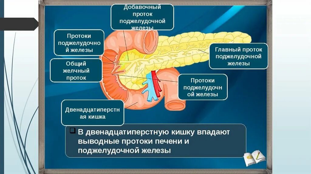 В тонкую кишку открываются протоки. 12 Перстная кишка печень поджелудочная железа. Проток двенадцатиперстной кишки. Выводной проток поджелудочной железы. Протоковая система поджелудочной железы.
