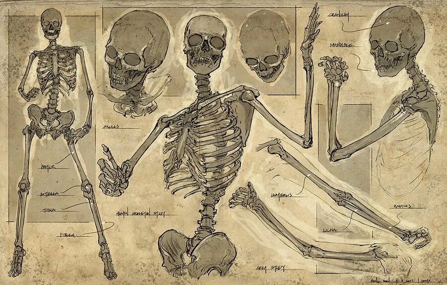 Анатомия человека кости фото All the Bones in Our Body YouTube