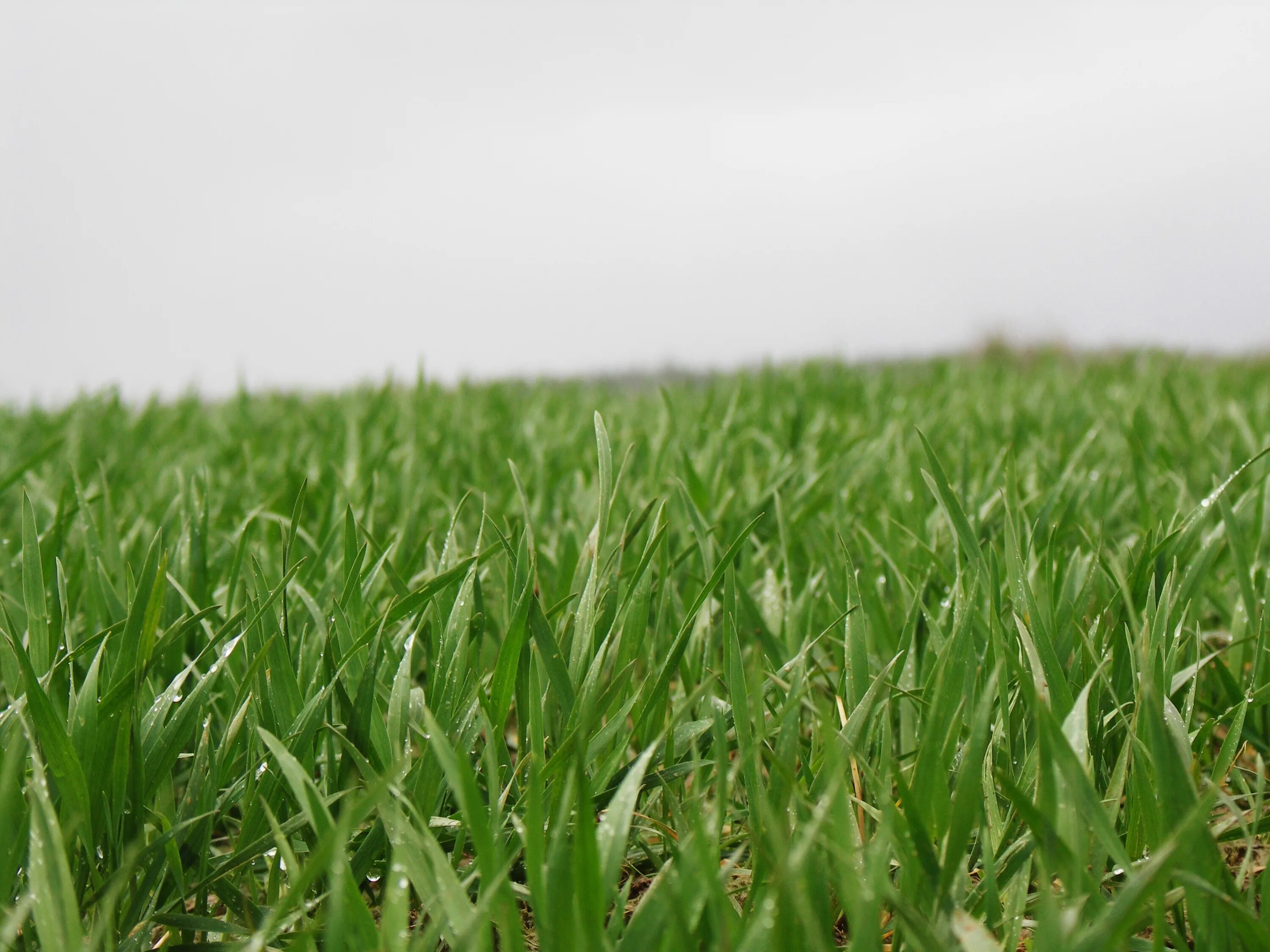 Картинка травы. Трава. Ирава. Тра. Трава grass.