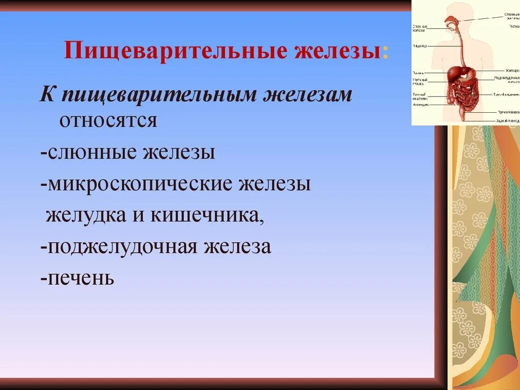 Пищеварительные железы. Функции пищеварительных желез. Пищеварение в тонком кишечнике.