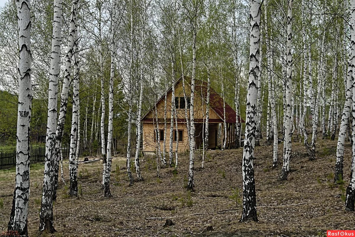 Среди берез мне нет места. Дом среди берез. Домик и Березки. Домик в березовой роще. Дом с березами.