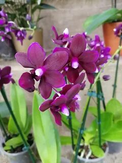 Phal pearl