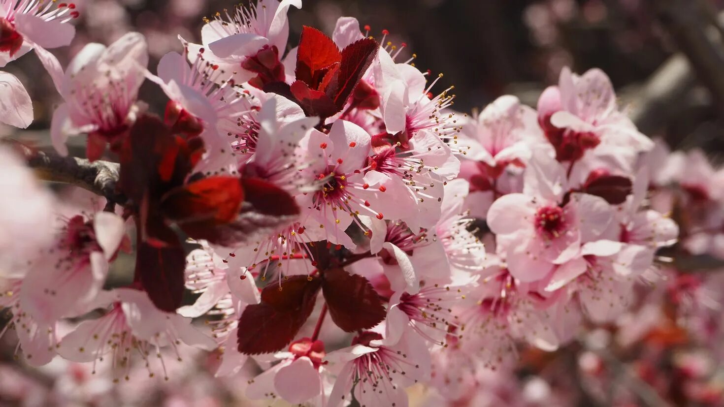 Великая сакура. Ботанический сад Петра Великого Сакура. Цветение вишни Ботанический сад.