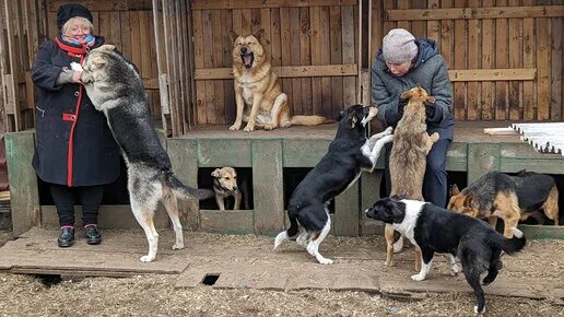 Ковчег ярославль приют для собак. Спортсмены посетили приют для животных. Ковчег ейск. Приют ковчег ярославль. Бездомная собака грустит.