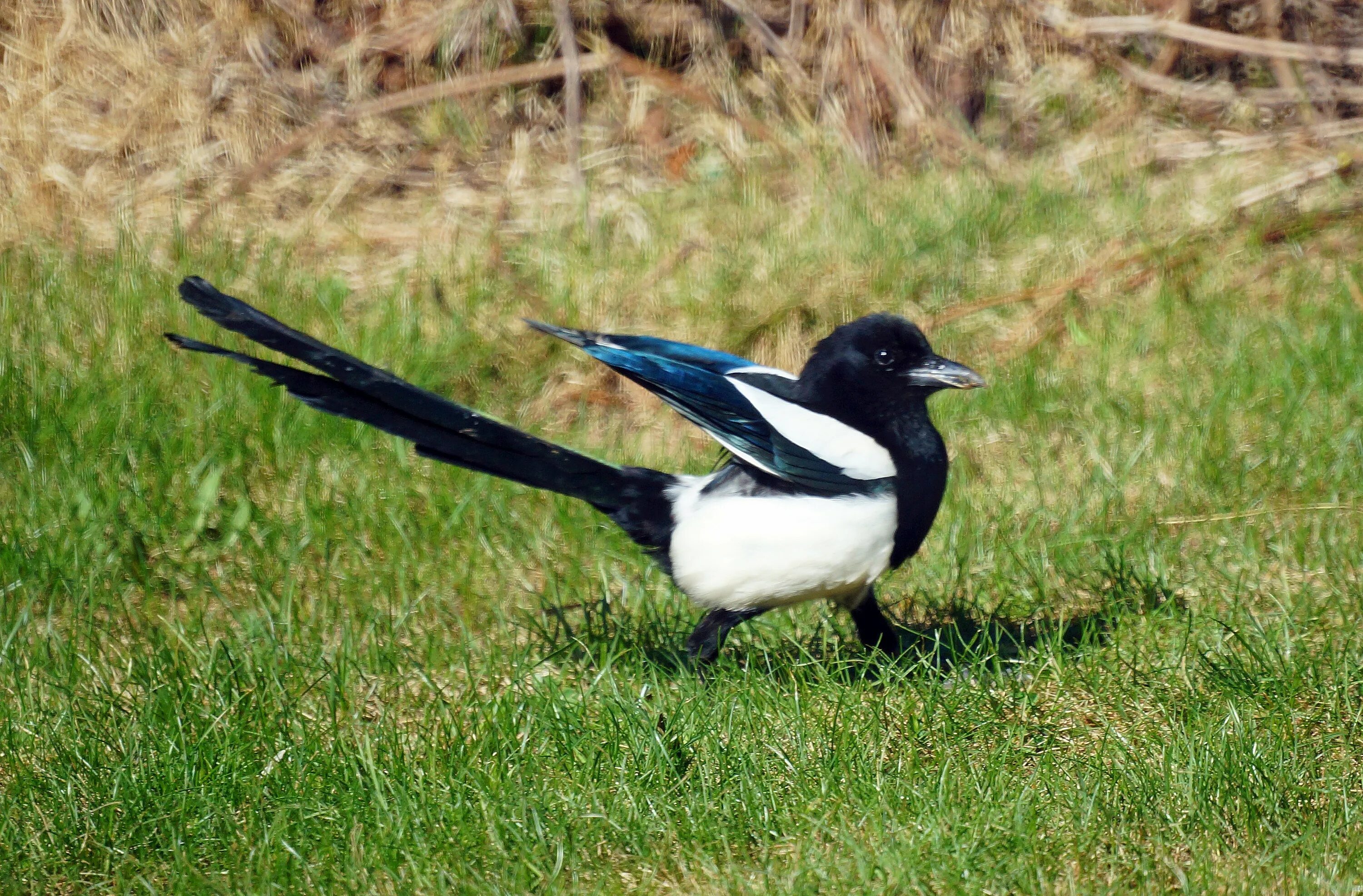 Воробьинообразные птицы сорока. Обыкновенная сорока (pica pica),. Сорок б. Ворона белобока. Сорок б.
