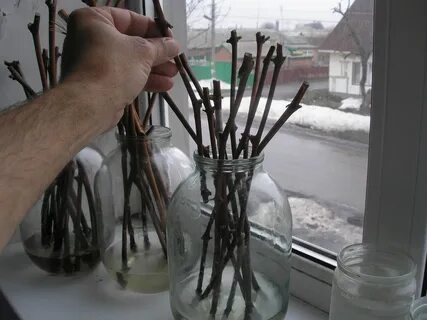 Зимняя прививка