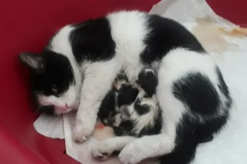 Включи беременный кот