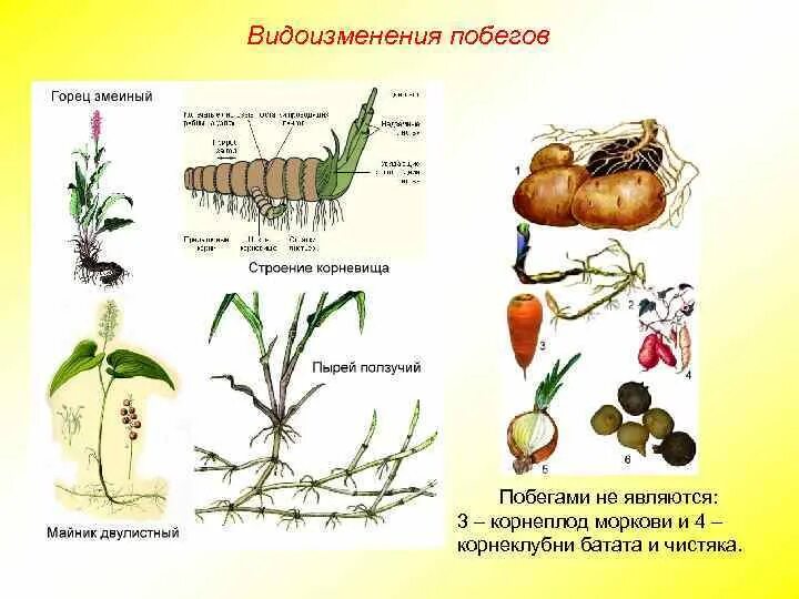 Видоизменение побега корнеплод. Строение видоизмененных побегов корневище. Видоизменения подземных побегов таблица. Видоизменение побега корнеплод. Видоизмененные стебли растений.