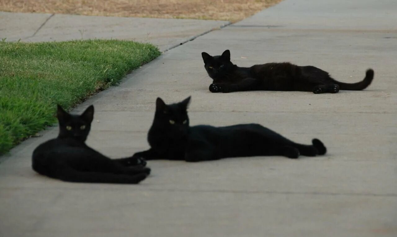 Черные кошки много. Три черных кота. Много черных котов. Черный котенок на улице. Черная кошка играть