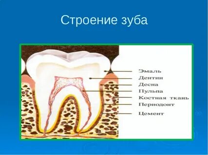 Каково внешнее и внутреннее строение зуба