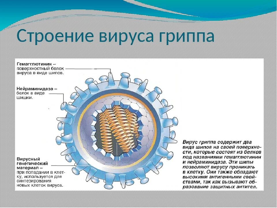 Вирус гриппа содержит. Строение вируса 5 класс краткое содержание. Вирус гриппа строение биология 10 класс. Птичий грипп строение вируса. Строение вируса 5 класс биология.