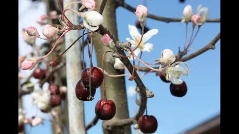 Сакура после цветения дает плоды