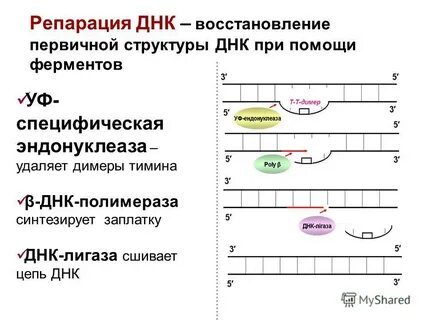 Репарация днк