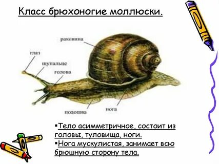 Строение улитки рисунок