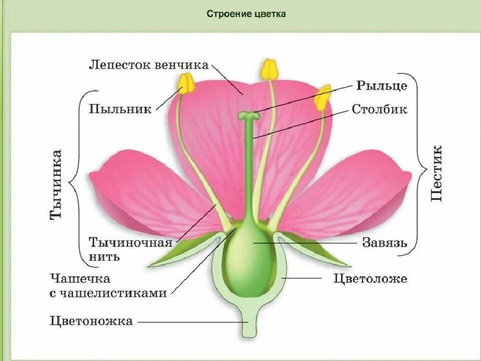 В каких органах растения находится