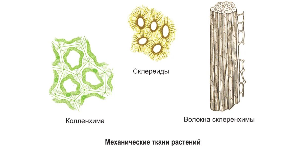 Часть механической ткани у растений. Механическая ткань растений склеренхима. Механическая ткань растений колленхима. Механическая ткань растений колленхима и склеренхима склереиды. Механическая ткань растений колленхима и склеренхима.