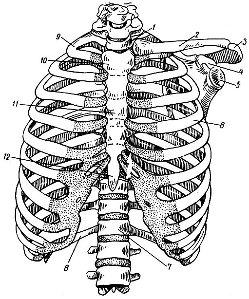 Скелет туловища человека грудная клетка. Скелет туловища ребра. Скелет туловища грудная клетка строение. Анатомия кости туловища Грудина ребра. Грудное отверстие