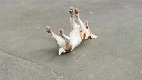 Том который падает