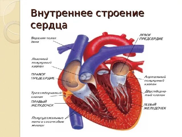Граница между предсердиями и желудочками
