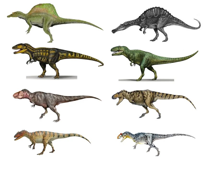 Кто сильнее гигантозавра. Гигантозавр Аллозавр Тираннозавр. Гигантозавр и Спинозавр. Аллозавр и гигантозавр. Тираннозавр, Тарбозавр гигантозавр.