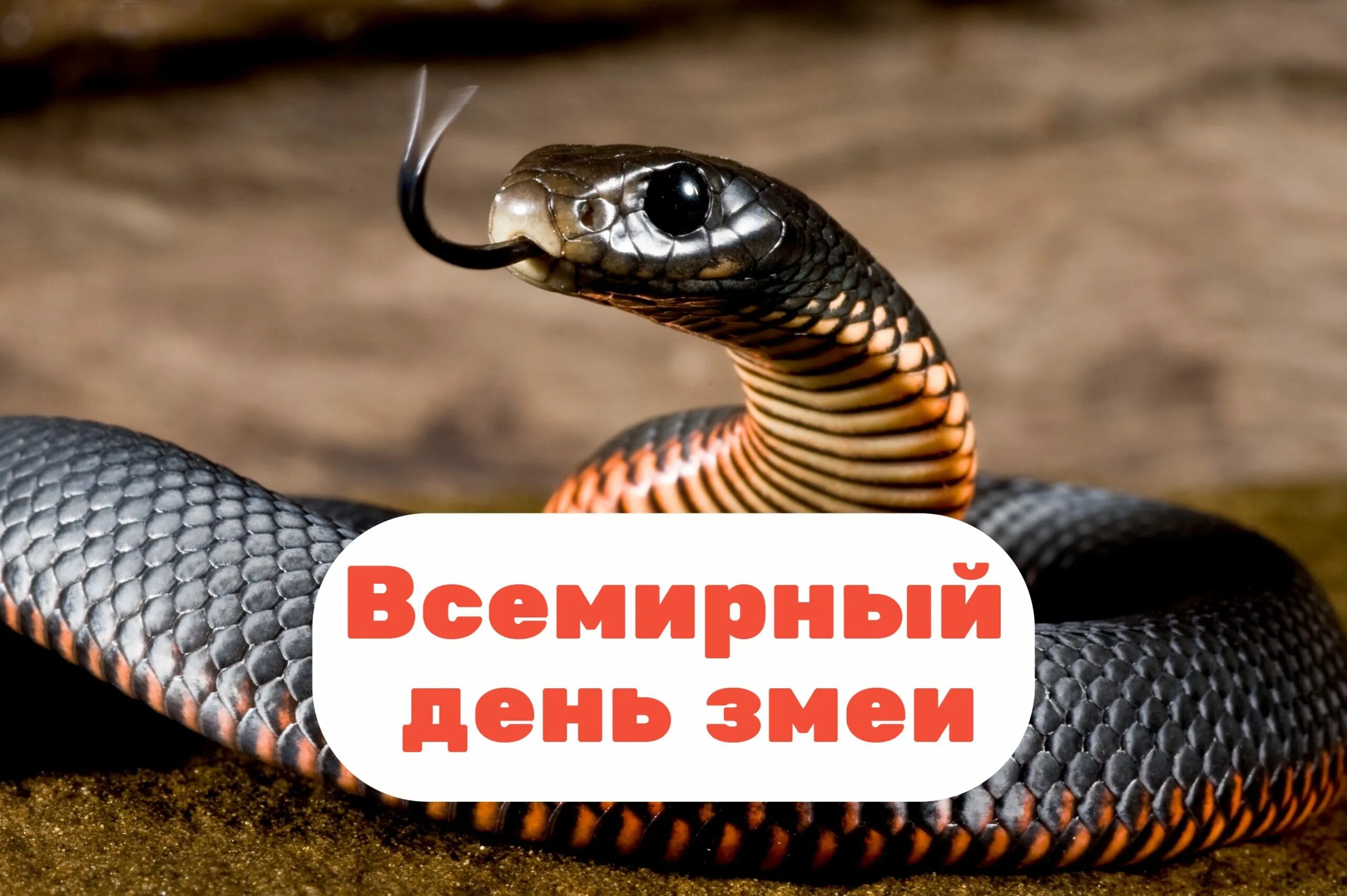 День змеи какой день. Всемирный день змеи. Всемирный день змеи 16 июля. День змей. День змеи 16 июля.