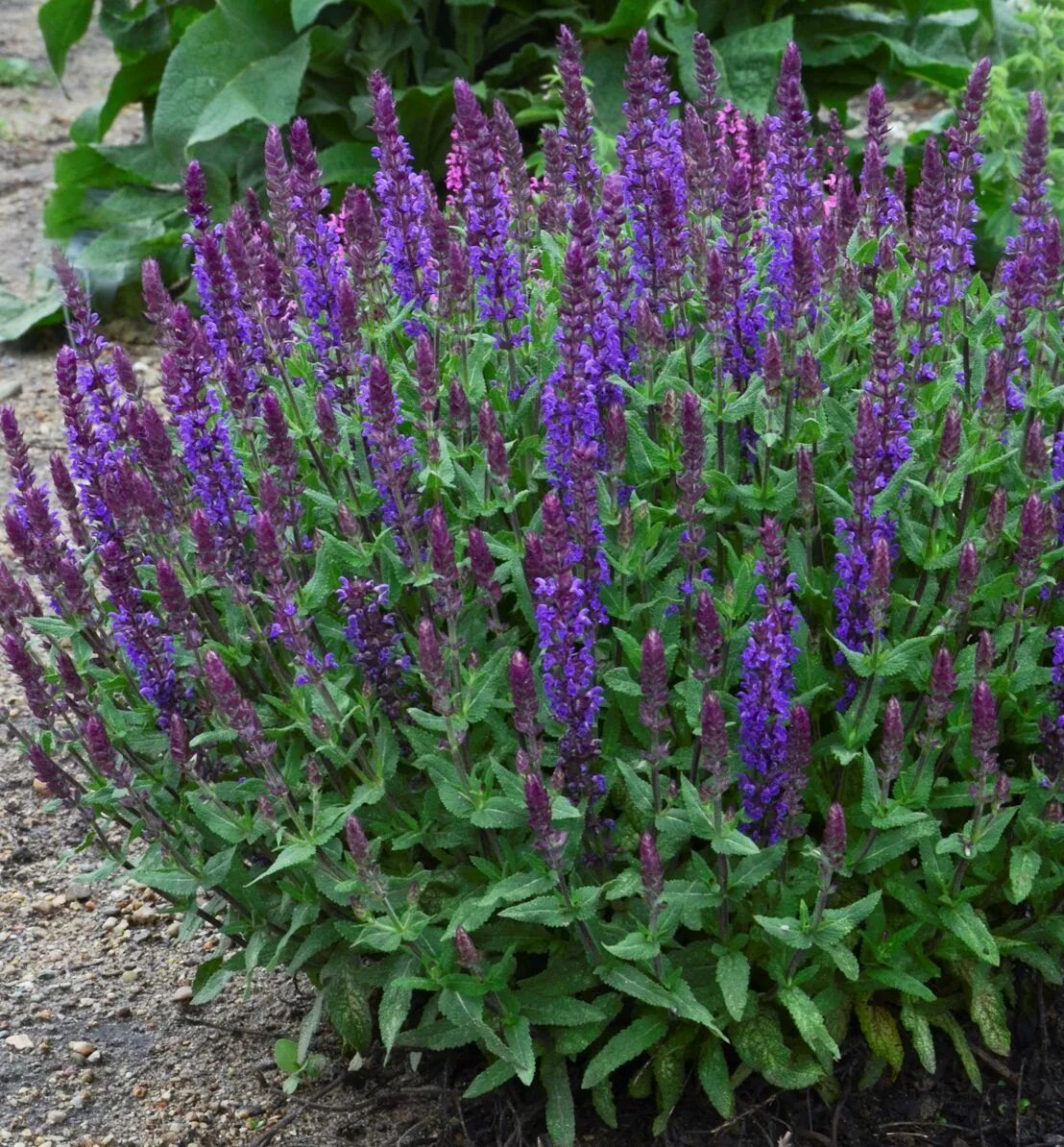 Шалфей blue bouquetta. Шалфей блю. Шалфей дубравный блю. Шалфей дубравный сальваторе блю. Шалфей дубравный сальвия.