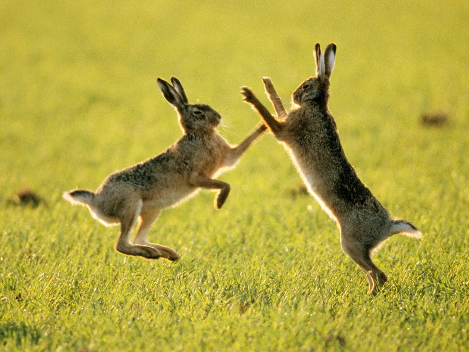 Заяц-Русак. Заяц в прыжке. Кролик прыгает. Дикий заяц. Мире животных зайцы