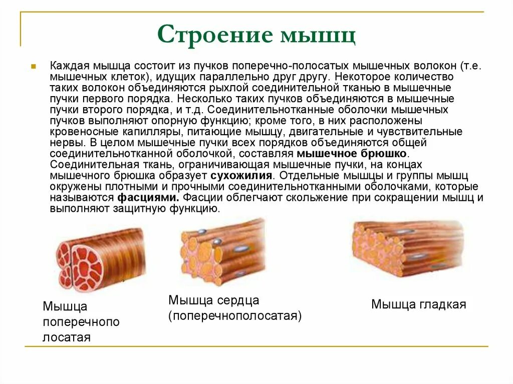 Функция соединительной ткани в мышцах. Строение мышцы. Строение мышечного волокна. Строение поперечно полосатого волокна. Пучок мышечных волокон строение.