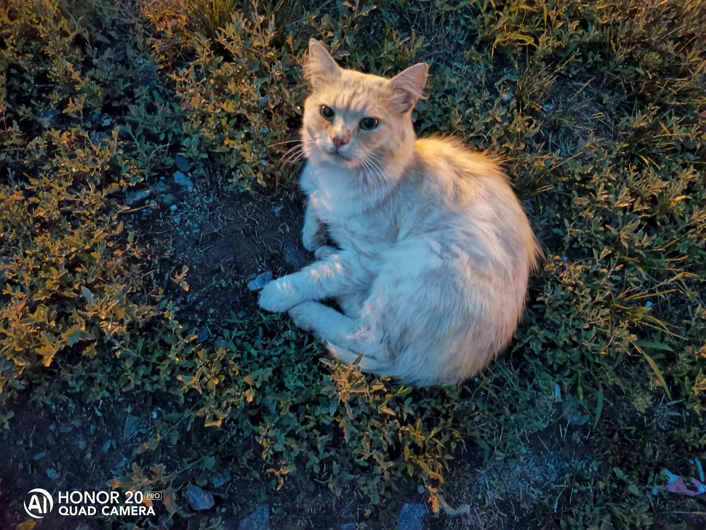 Фото сделанные хонором 10. Снимки на хонор 20 про. водяной знак хонор 20. honor 20 pro примеры снимков. honor 50 pro примеры фотографий.
