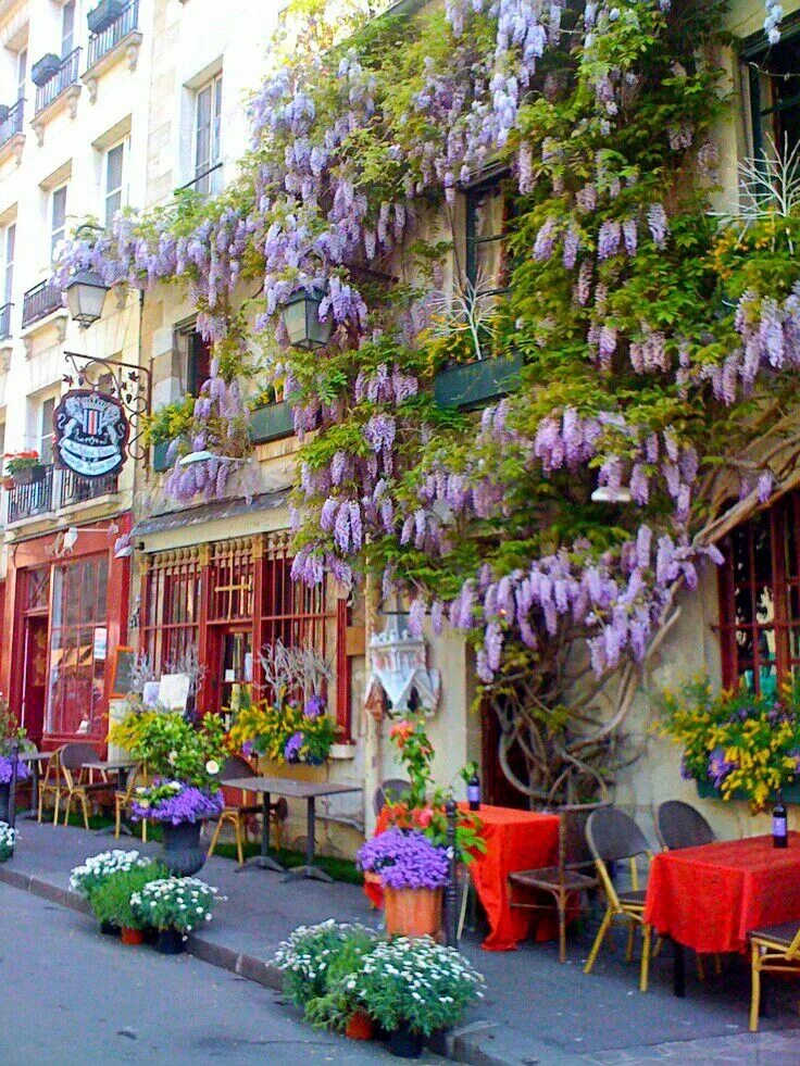 Кафе au vieux Paris d'Arcole. Кафе с глицинией Париж. Глицинии в Париже. Глициния в Лондоне. French e