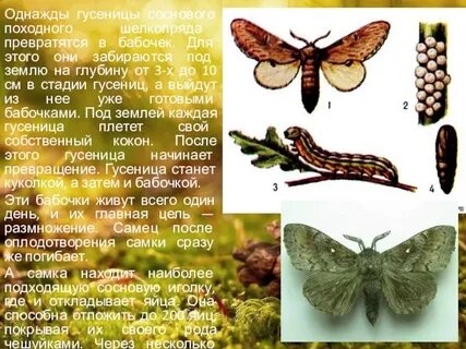 Тип членистоногие вид тутовый шелкопряд