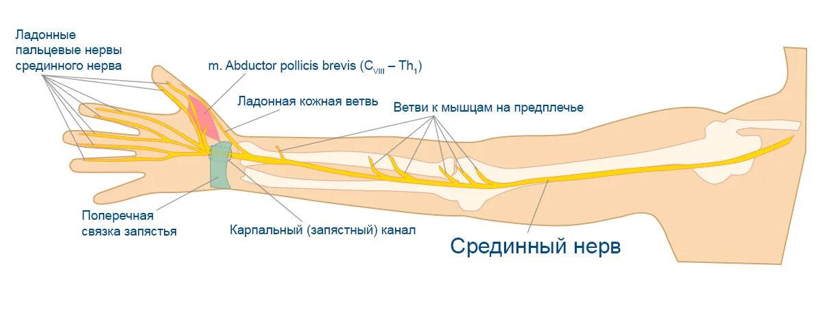 Срединный нерв анатомия схема. Анатомия срединного нерва на предплечье. Иннервация руки срединным нервом. Срединный нерв анатомия иннервация.