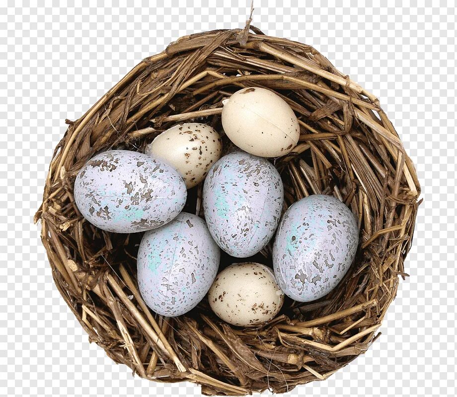 Яйца птиц. Голубиные яйца. Птичка с яйцами. Птичьи яйца в гнезде. Bird яйца