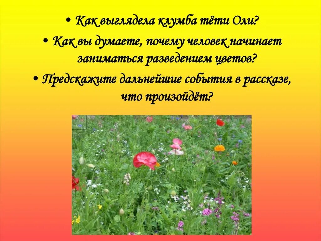 Тетя оля из рассказа живое пламя. Как выглядит клумба тети Оли. Носов живое пламя клумба. Живое пламя. Живое пламя клумба тети Оли.