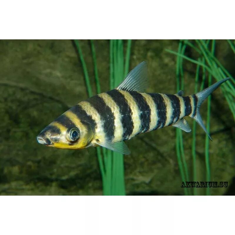 Лепорин Аффинис (Leporinus affinis) 4-5 см