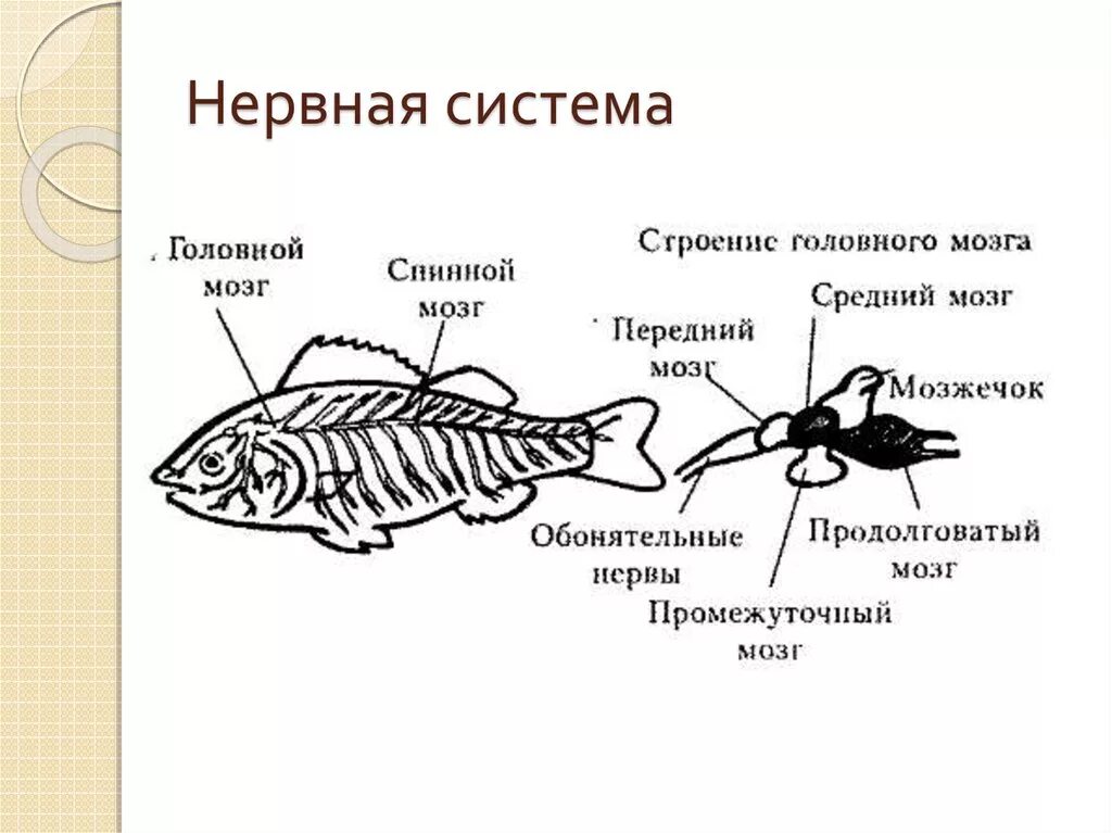 Какой мозг у рыб. Нервная система костных рыб схема. Внутреннее строение рыбы нервная система. Строение нервной системы рыб. Нервная система окуня.