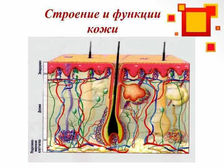 Тест кожа строение и функции 8 класс. Строение и функции кожи. Строение и функции кожи таблица. Строение и функции кожи детская энциклопедия. 129. Строение и функции кожи..