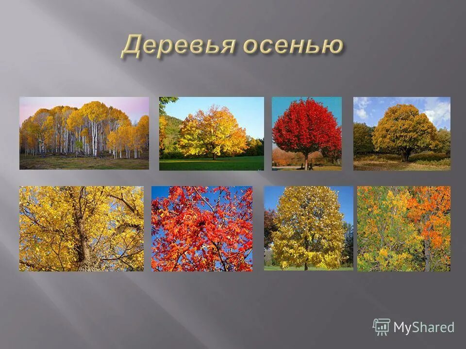 Изменения природы осенью 5 класс. Презентация на тему осень. Презентация на тему осен. Презентация на тему ОС. Осенние деревья и кусты.