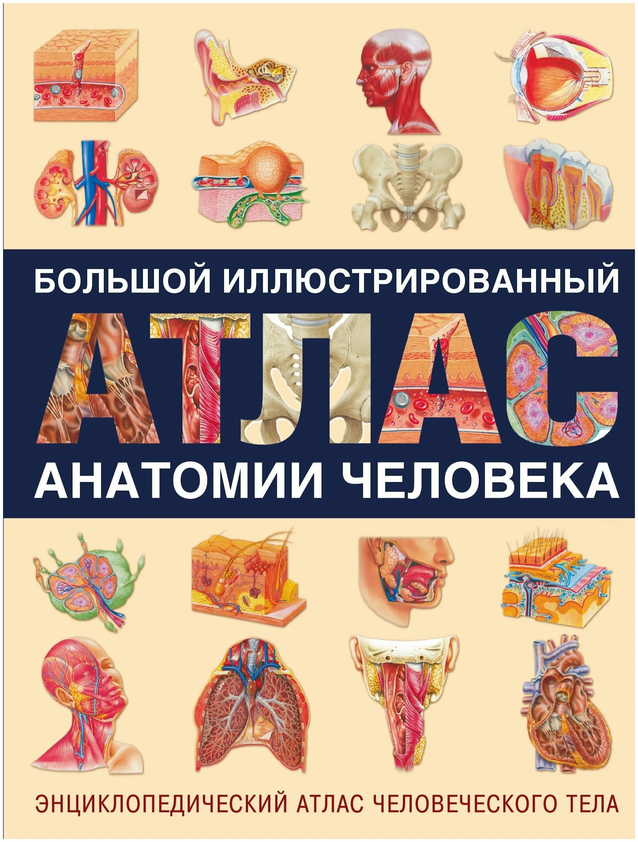 а. «анатомия человека. новый атлас анатомии человека маккрекен. иллюстрированный атлас анатомии человека. атлас анатомии человека маневич.
