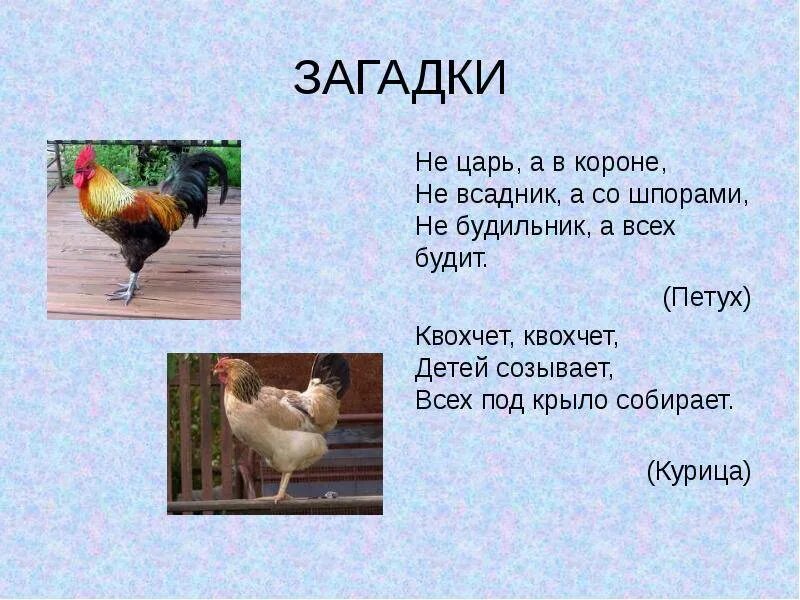 Курица текст
