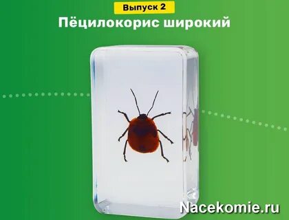 Жуки выпуск