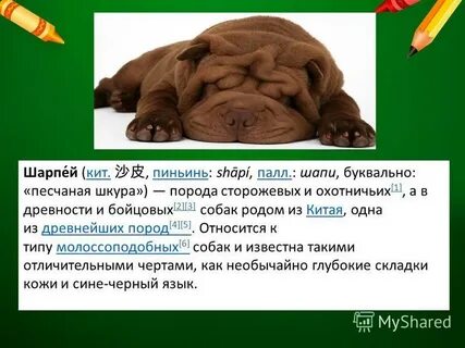 Собака какой род