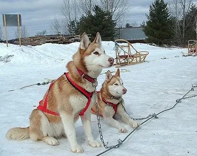 Лайка поет песню