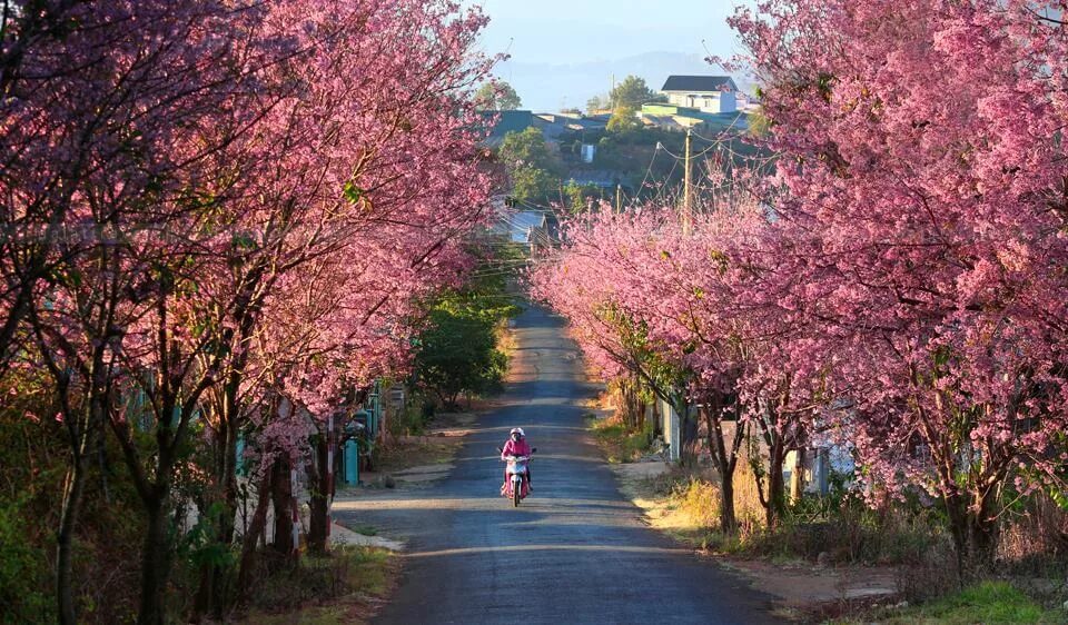 Spring travel. Далат сакура. da lat flowers. spring romantic. da lat.