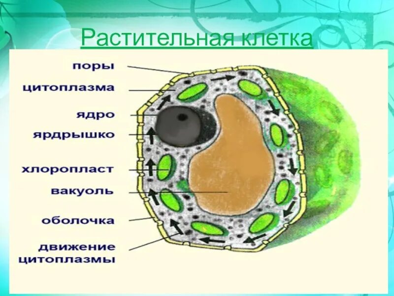 В растительной клетке присутствуют. Схема растительной клетки 5 класс. Строение растительной клетки 5. Строение растительной клетки 5 класс. Строение растительной клетки 7 класс схема.