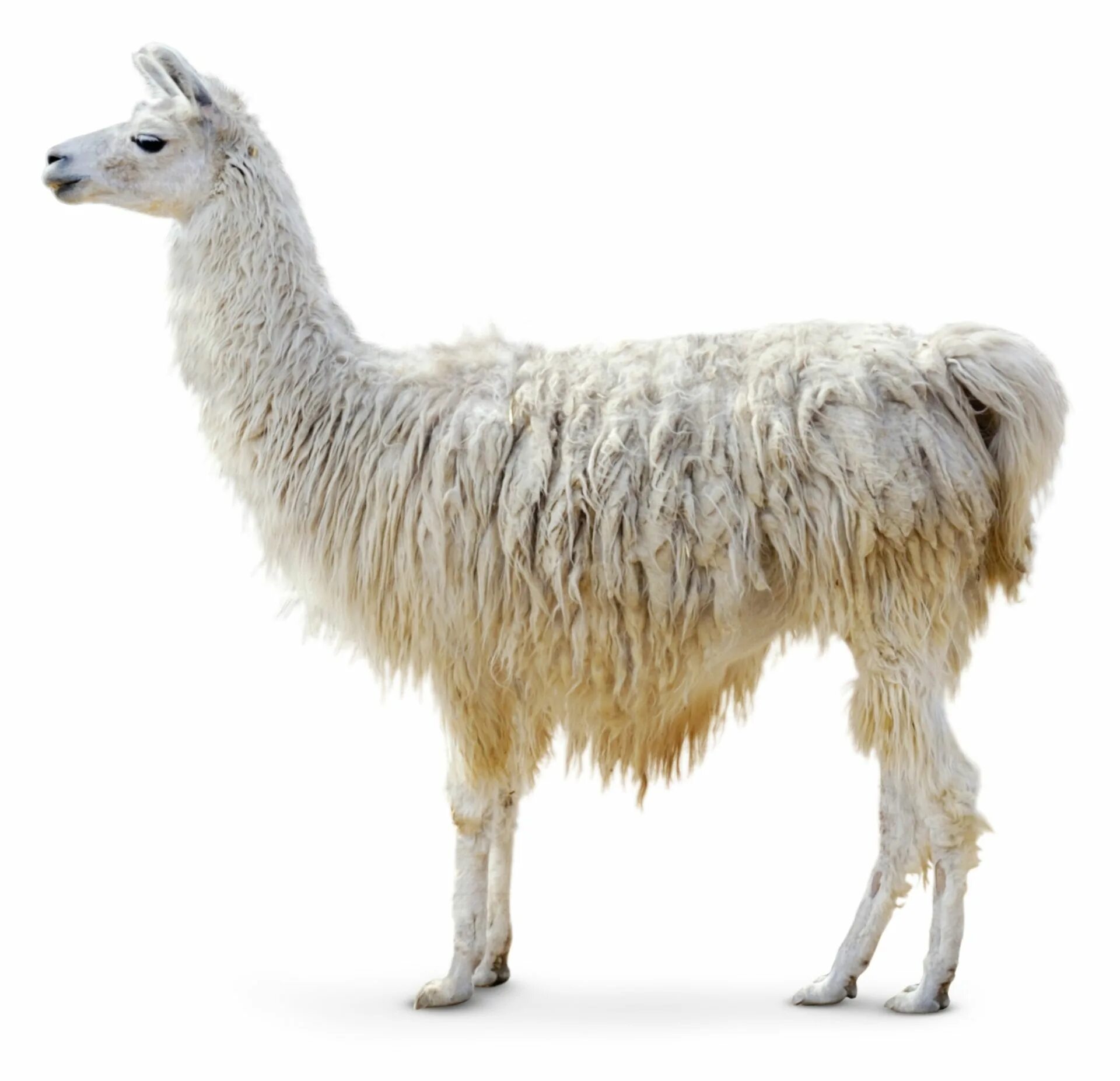 Llama web