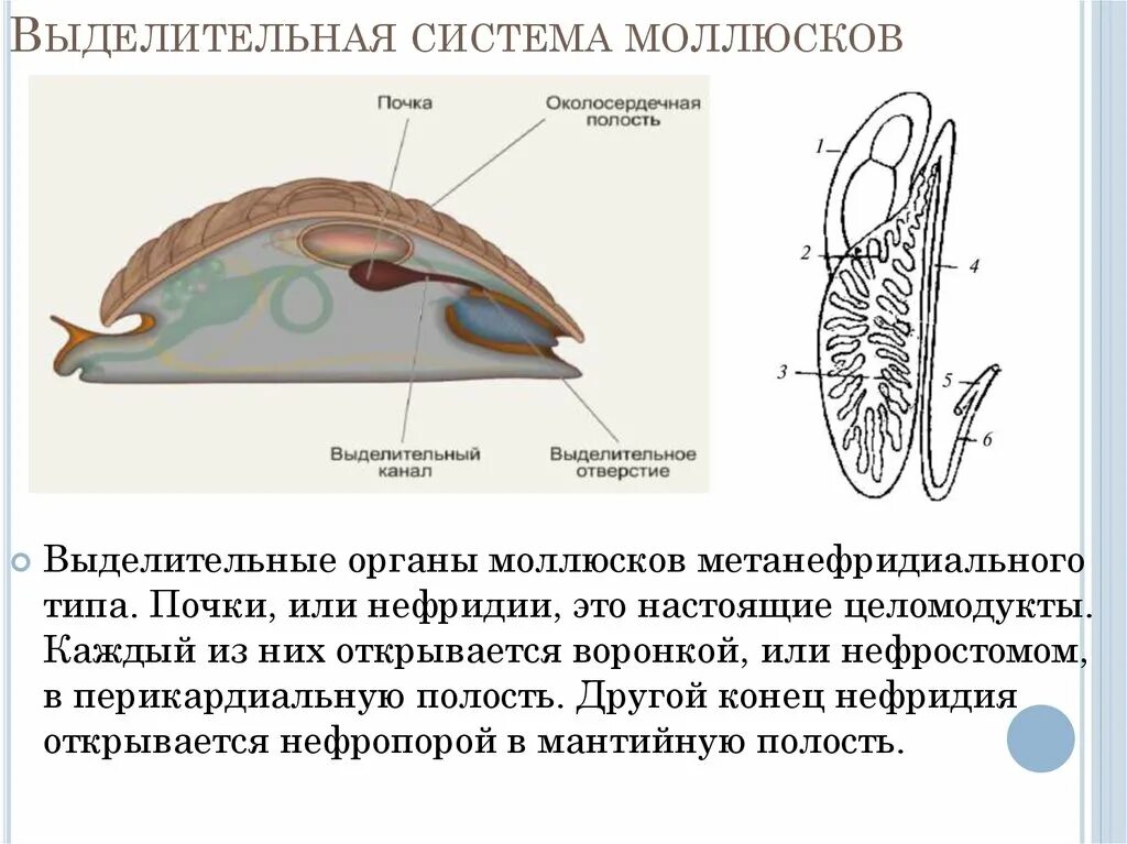 Выделительная система моллюсков. Выделительная брюхоногих моллюсков. Выделительная система брюхоногих моллюсков. Почки моллюсков. Полость тела моллюсков вторичная