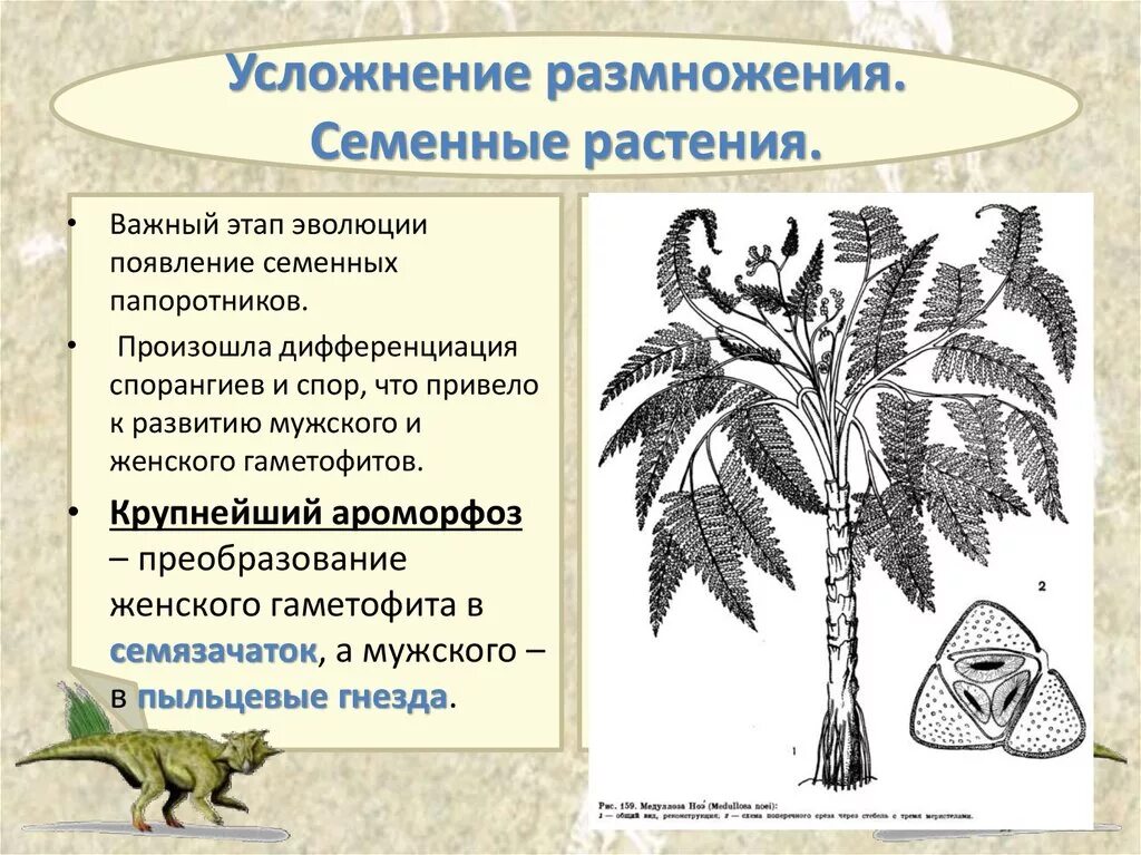 Усложнение организации покрытосеменных. Семенные папоротники Голосеменные растения. Семенные папоротники строение. Семенные папоротники переходная форма между. Семенные папоротники возникли в....