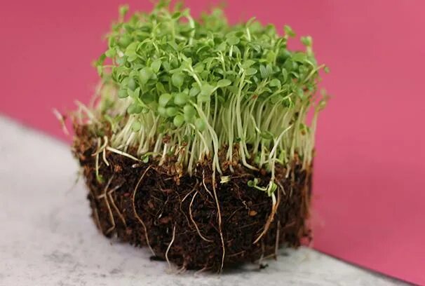 Микрозелень капуста белокочанная. Кейл микрозелень. Донник микрозелень. Микрозелень лук-порей. Амарант микрозелень.