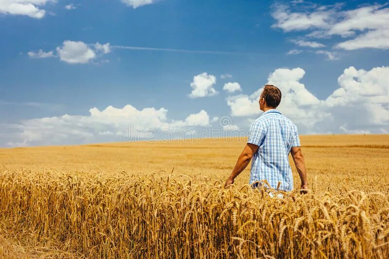 Пшеничное поле человек. Мужчина в пшеничном поле. Фотосессия в пшеничном поле. Юноша в пшеничных полях. Field people